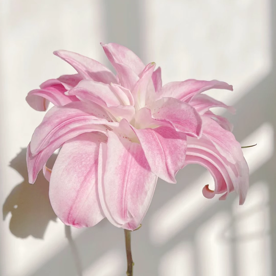 1颗【莲花皇后】18/20进口重瓣百合种球包对版有香味
