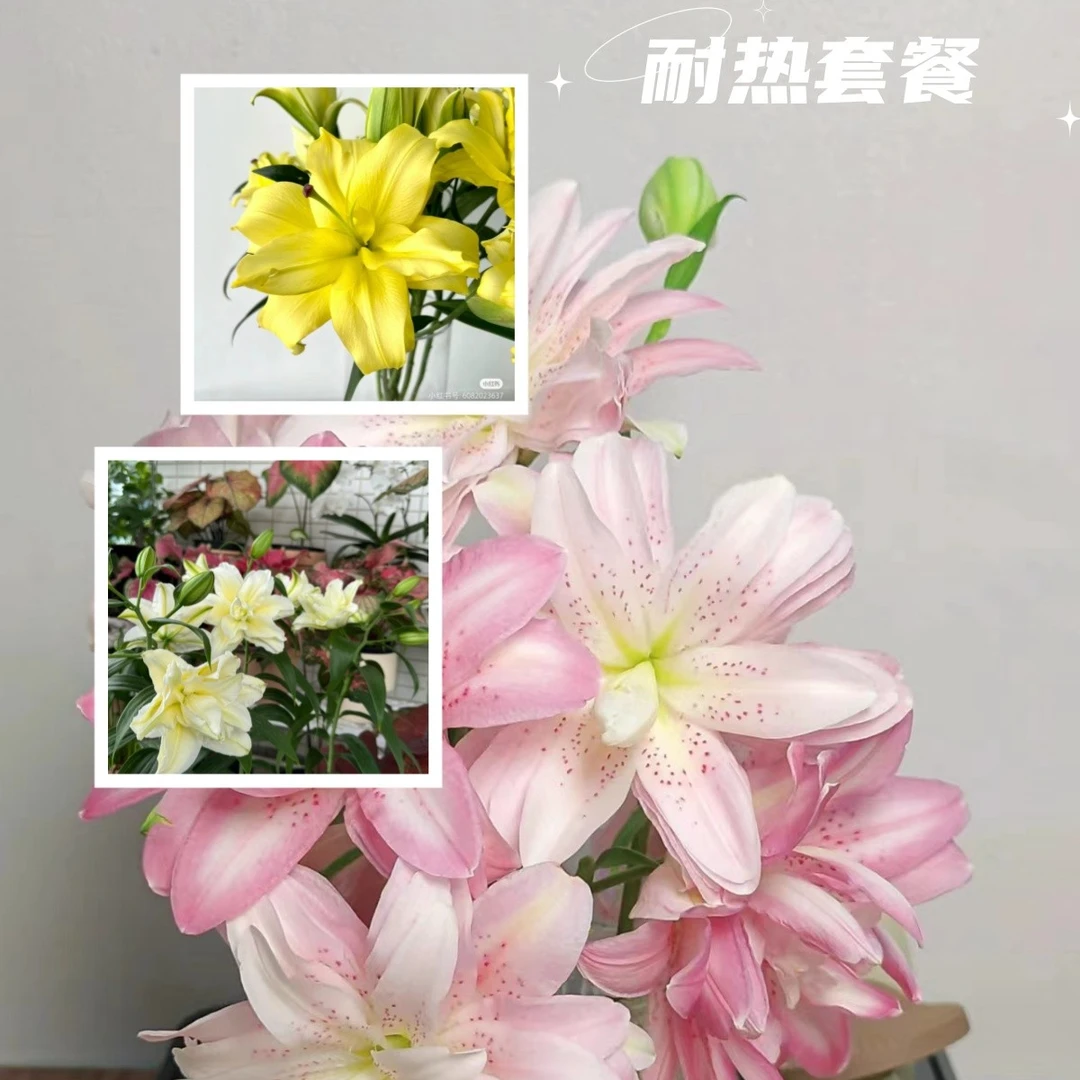 【重瓣耐热套餐】进口重瓣3颗装百合种球包对版