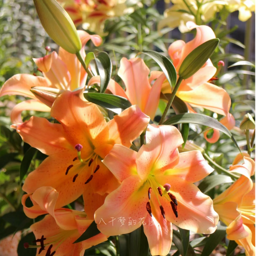 【采儿米拉/泽米拉】20/22进口百合种球包对版有香味好看