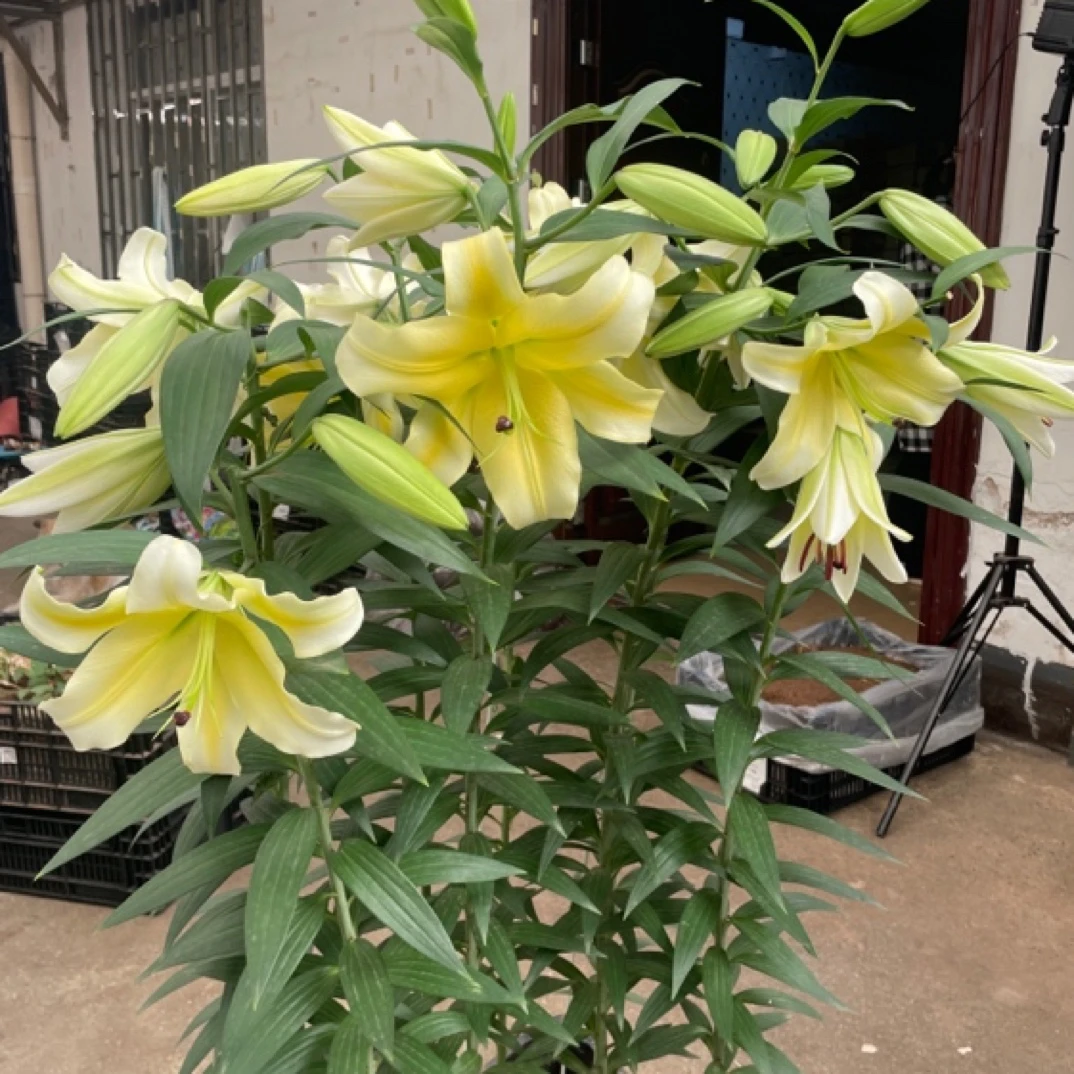 1颗《木门》20/22进口耐热耐寒香水百合种球包对版浓香