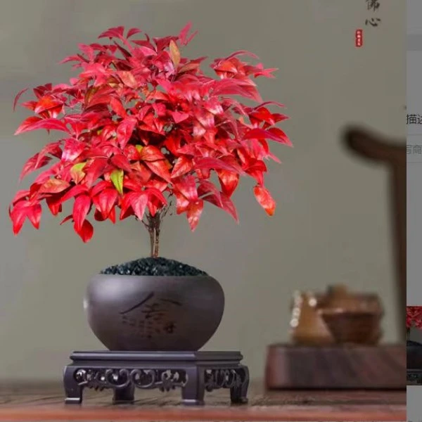 火焰红叶南天竹盆栽室内外阳台耐寒植物盆栽四季好养绿植南北方