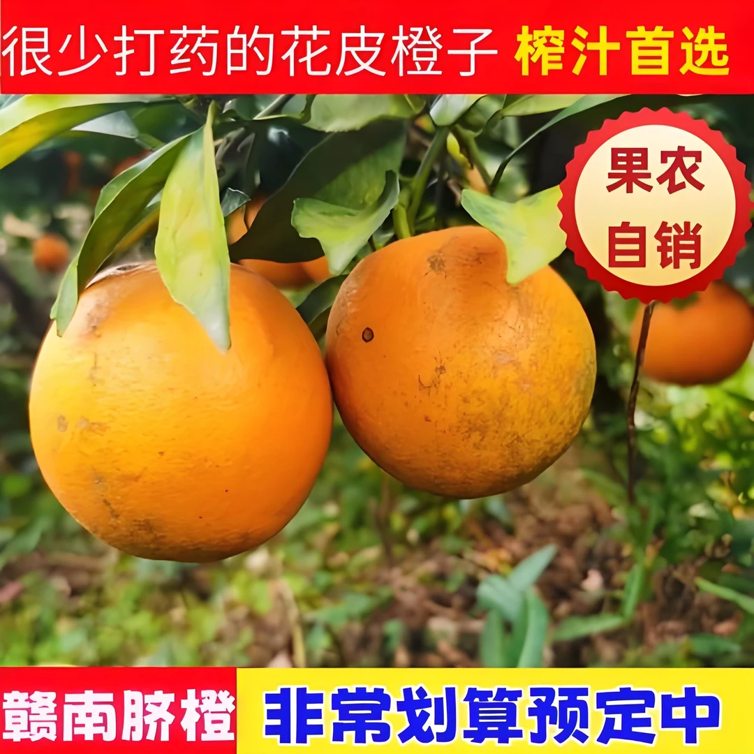 赣南脐橙孕妈宝宝首选（花皮果介意慎拍、没人管、没打药）果园直发