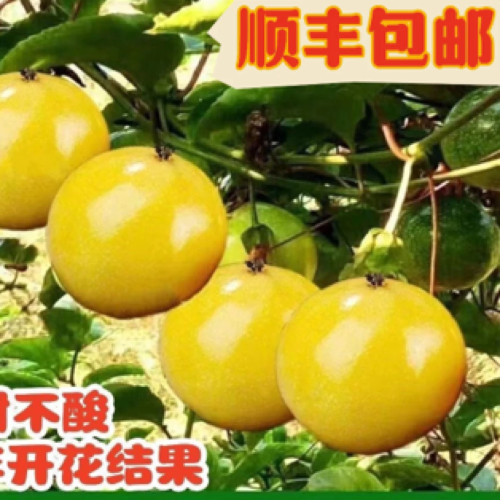 纯甜黄金百香果黄金9号百香果树苗正品嫁接四季爬藤当年结果盆栽