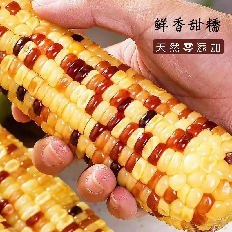 拍8送6甜东北粘糯玉米健康粗粮每支150-200g 整箱5斤BN