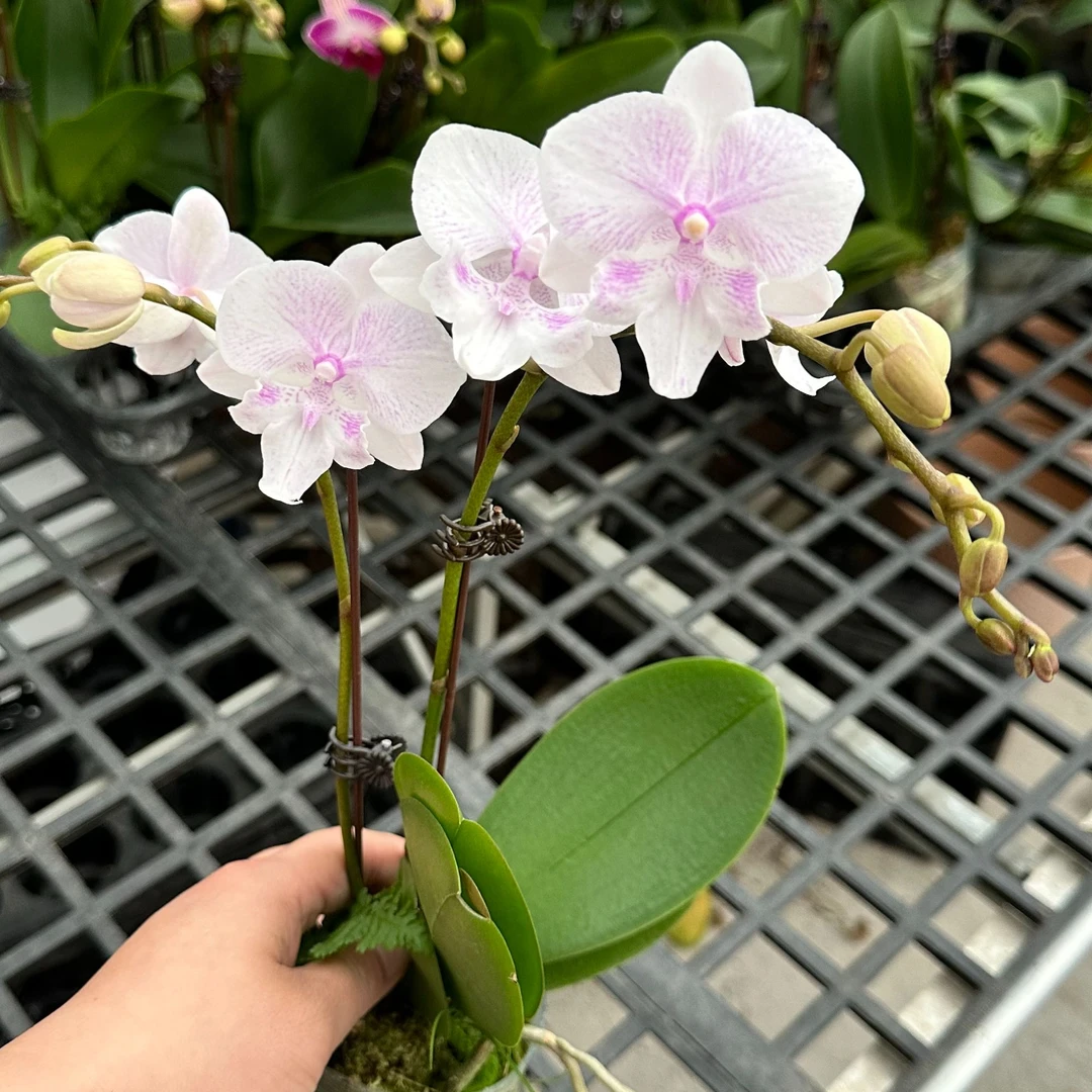 【白居易（网红款）】（白色系）耐热花期长夏季好养护懒人花适宜蝴蝶兰