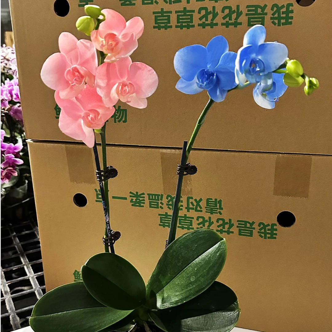 【双色马卡龙】（蓝色+粉色）活体工艺喷色环保蝴蝶兰精致非自然色