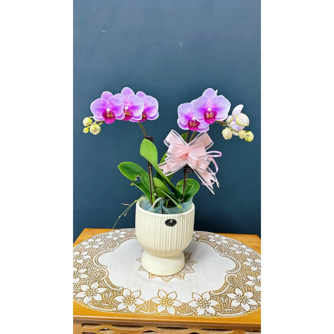 【宝贝（双花剑）】蝴蝶兰（粉紫色系）带花带花苞好养易活放办公室客厅