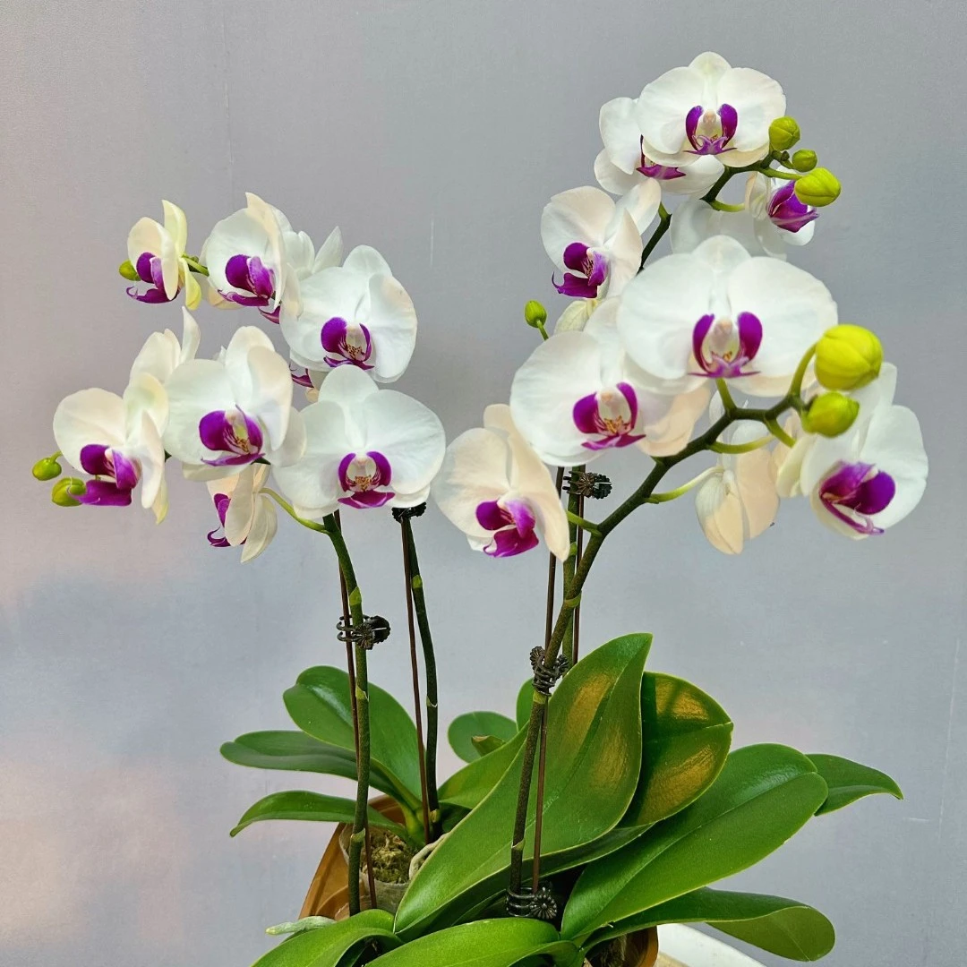 【雪玉】（白色系）有双剑蝴蝶兰带花好养易活包邮精致颜值优雅高