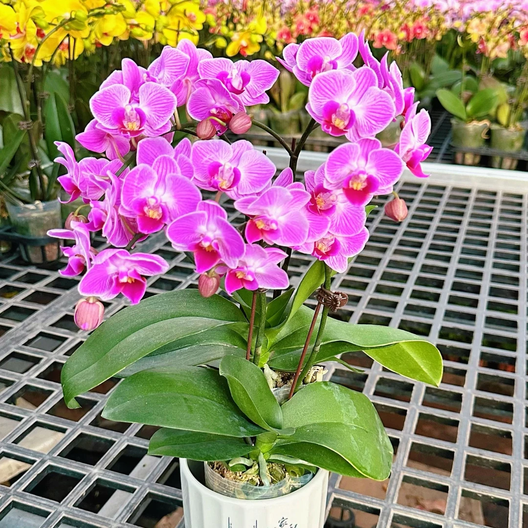 【糖果（双花剑）】（粉色）中小花丰花型蝴蝶兰带花高度25CM开花发货