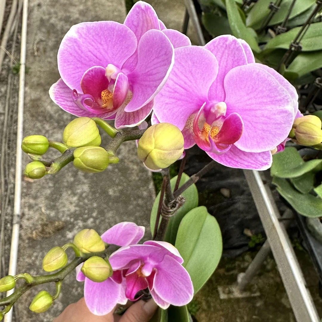 【紫蝶】（粉色系）双花剑蝴蝶兰带花带花苞大气别致好养易活放办公室