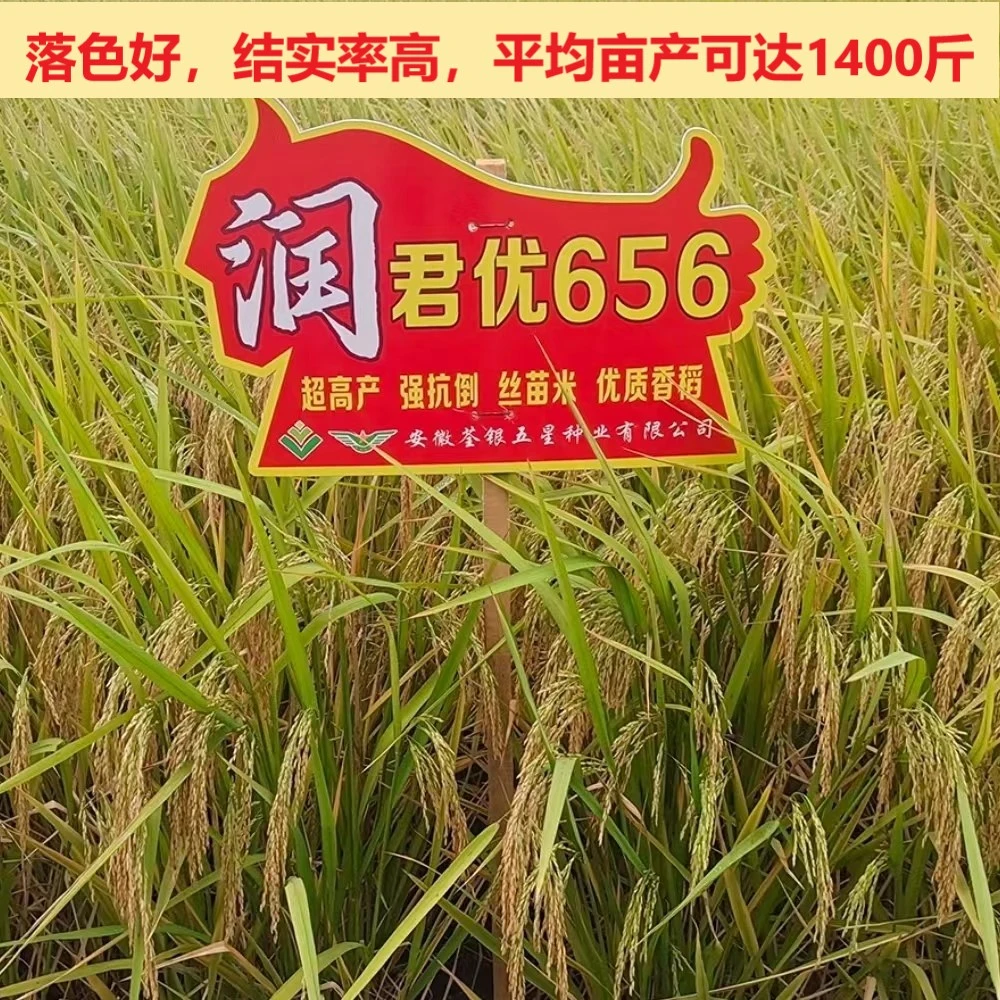 润君优656优质杂交水稻种子长粒抗倒抗病水稻种子稳产耐高温原装