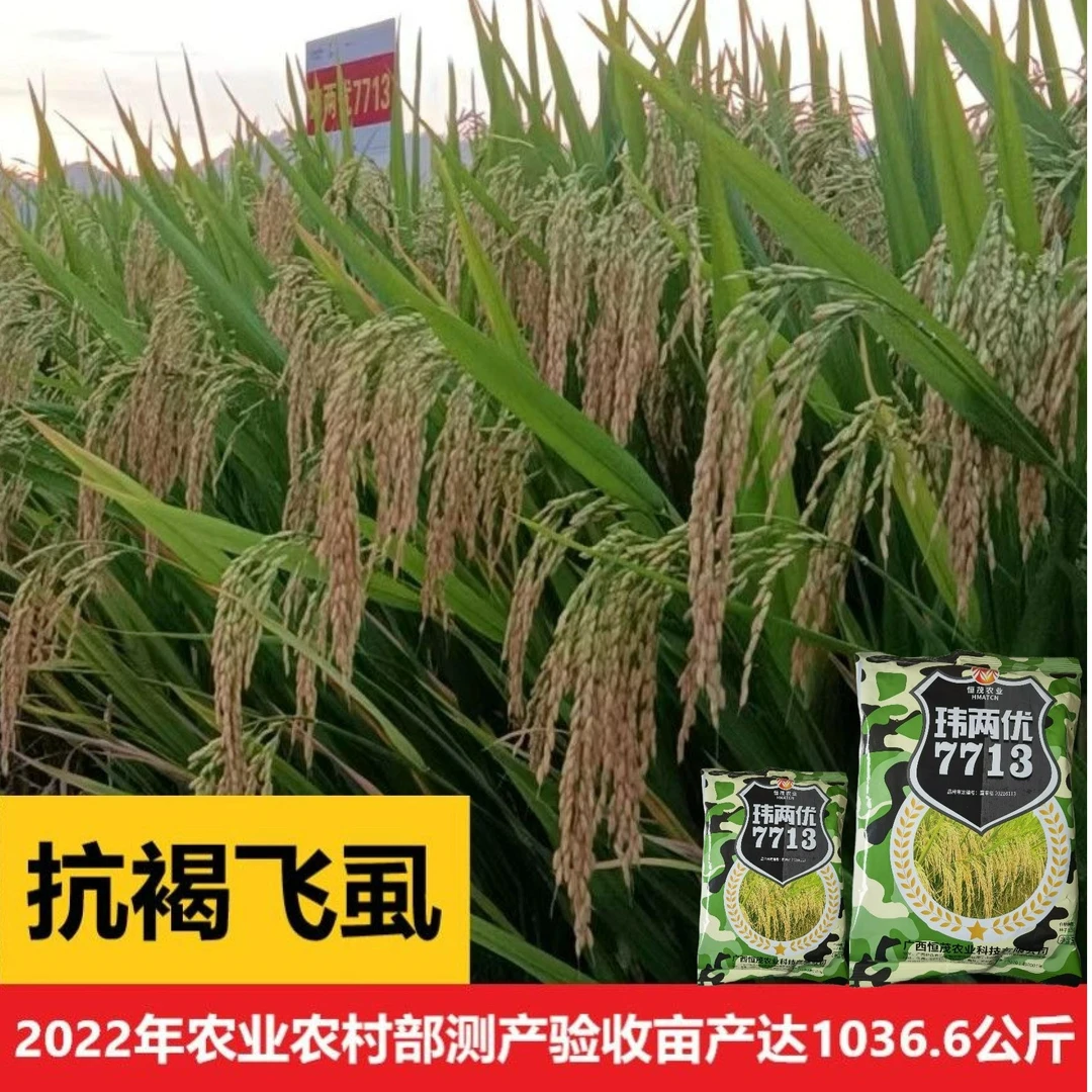 玮两优7713高产杂交水稻种子稻谷种子抗褐飞虱原装正品1斤装新种