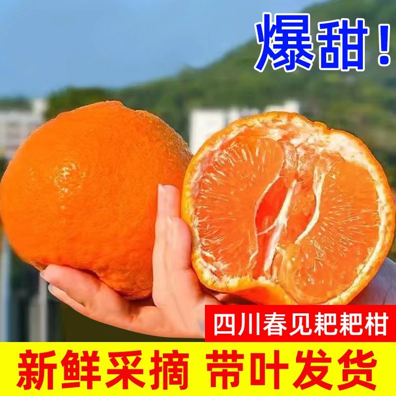 【现摘现发】四川春见耙耙柑新鲜水果春见耙耙柑现摘5-8斤新鲜包邮