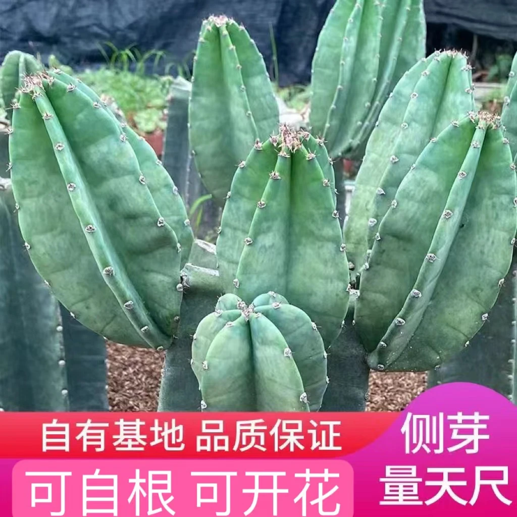 侧芽量天尺 盆栽室内盆景 植物客厅大型绿植北欧办公室仙人掌多肉