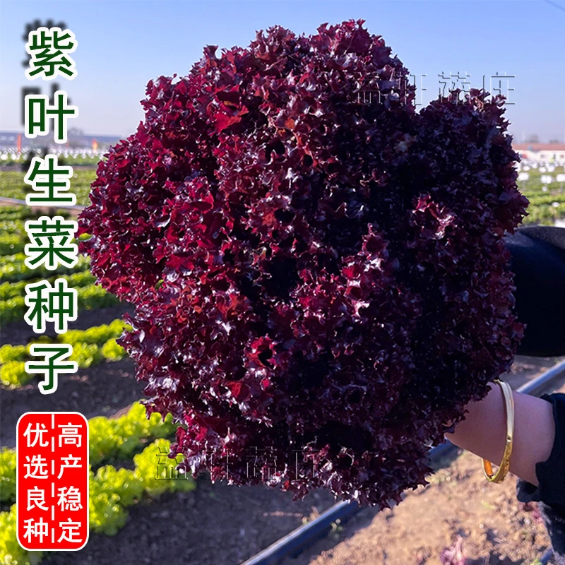 紫叶生菜种子四季种植阳台花盆蔬菜种籽简单烤肉爽口清脆春夏秋冬