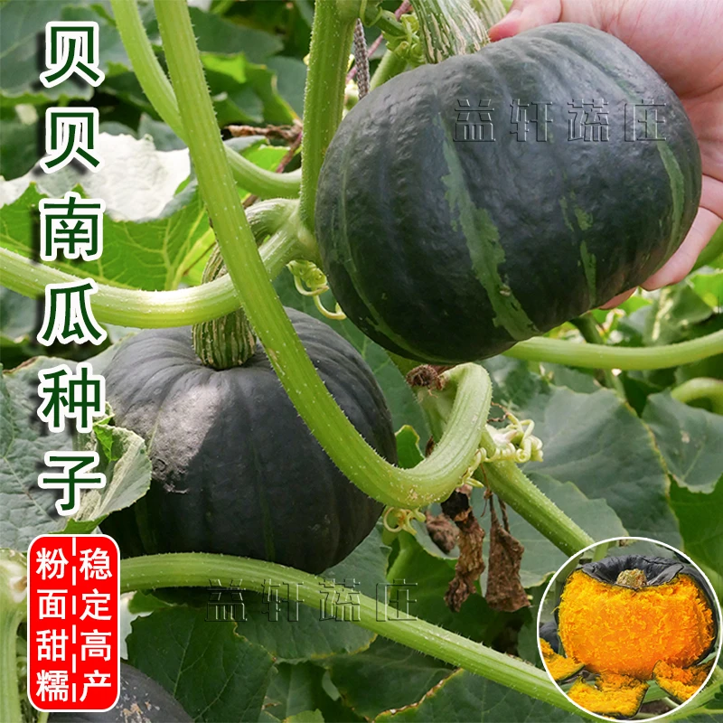 星蜜贝贝小南瓜种子种籽苗孑板栗奶油秧菜苗正宗甜高产秧苗大全