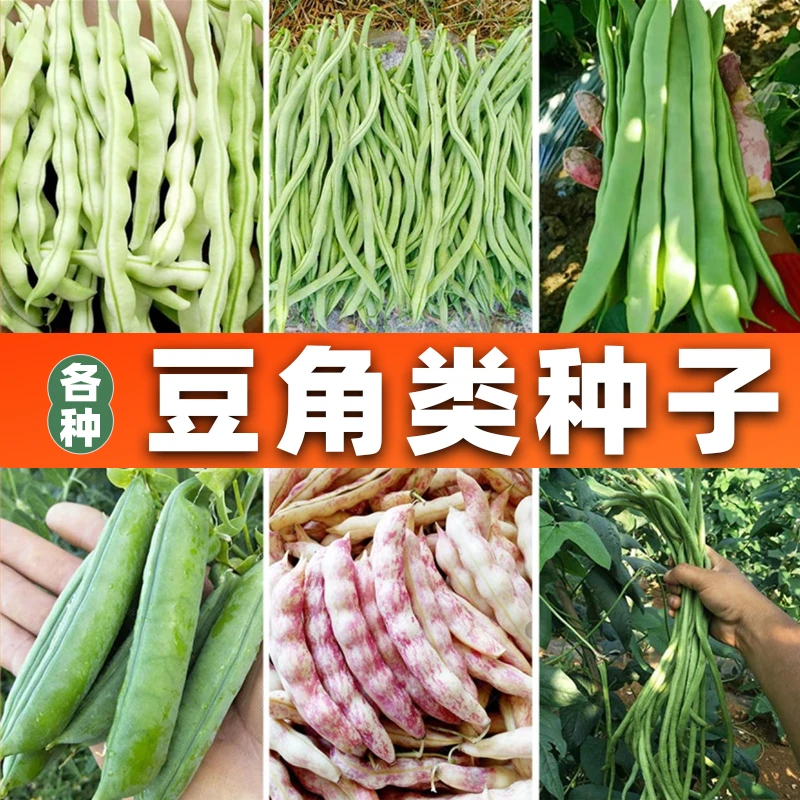 豆角类种子翠长丰豆角大红袍家家乐无筋豆白芸豆四棱豆甜豌豆种子