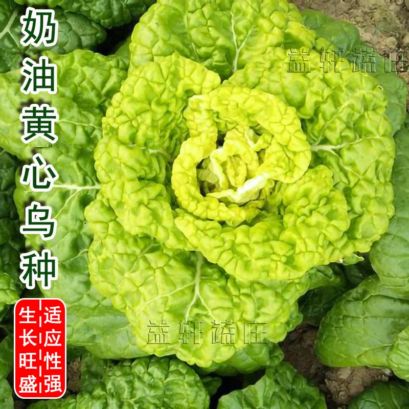 奶油黄心乌菜种子种籽乌塌菜种子冬青菜蔬菜孑乌塔黑菜籽雪里金花