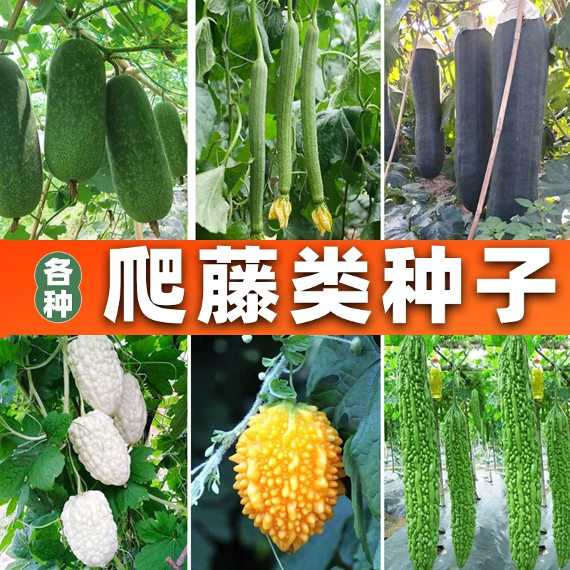 爬藤瓜类种子香棱丝瓜苹果苦瓜小癞瓜种子黑皮大冬瓜种子