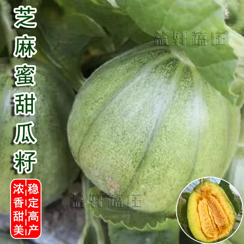 芝麻蜜甜瓜籽阳台盆栽室内四季栽培甜瓜盆栽室外庭院栽芝麻蜜甜瓜