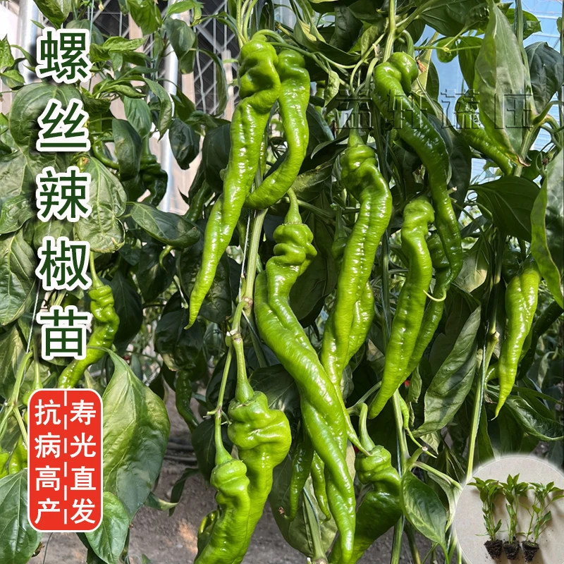 螺丝椒种子苗小尖椒秧苗四季菜种春季盆栽金蔬菜辣椒种籽孑籽种秧