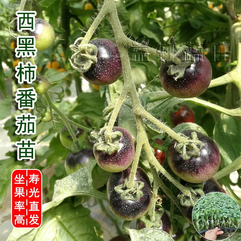 黑番茄种子苗紫黑色小西红柿西黑柿秧种籽黑钻圣女果孑子果苗秧苗