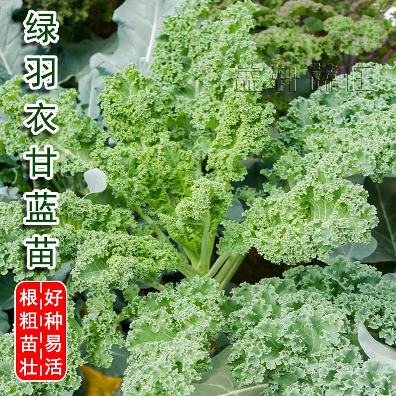 寿光直播羽衣甘蓝秧苗雨衣甘蓝苗籽皱叶秋冬四季阳台盆栽蔬菜种子
