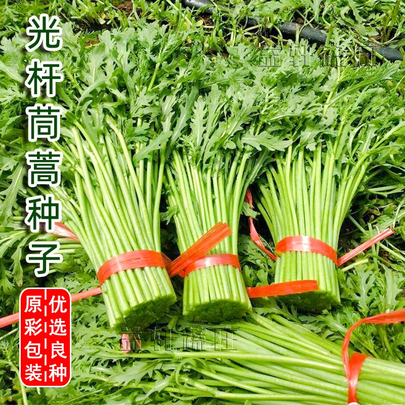 光杆茼蒿种子种籽菜种皇帝菜秋冬季籽种青菜蔬菜孑菜籽茼蒿菜种
