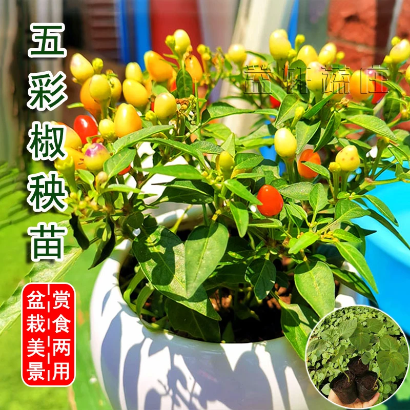 五彩辣椒苗秧苗观赏泡椒五彩辣椒盆栽彩椒种籽南方四季种植蔬菜苗