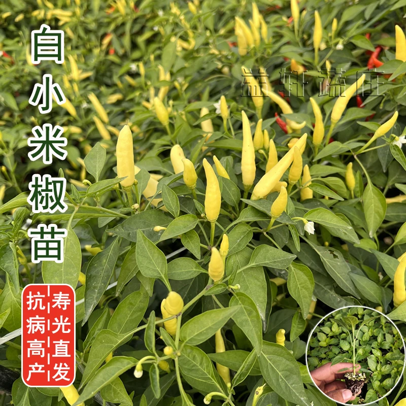 小米椒种子朝天椒辣椒籽树四川春季秋四季五七彩盆栽南方孑苗秋冬