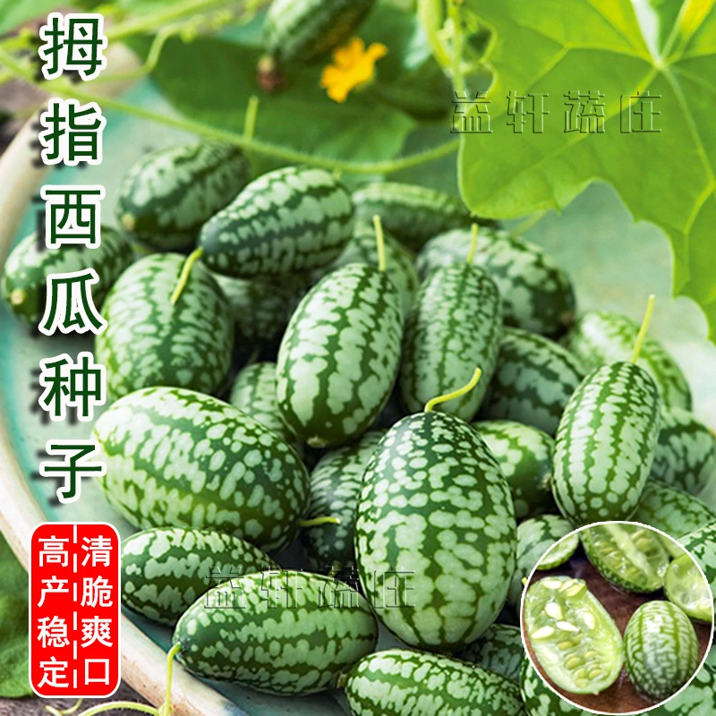拇指西瓜籽阳台盆栽室内四季栽培蔬菜盆栽室外庭院地栽爬藤小西瓜