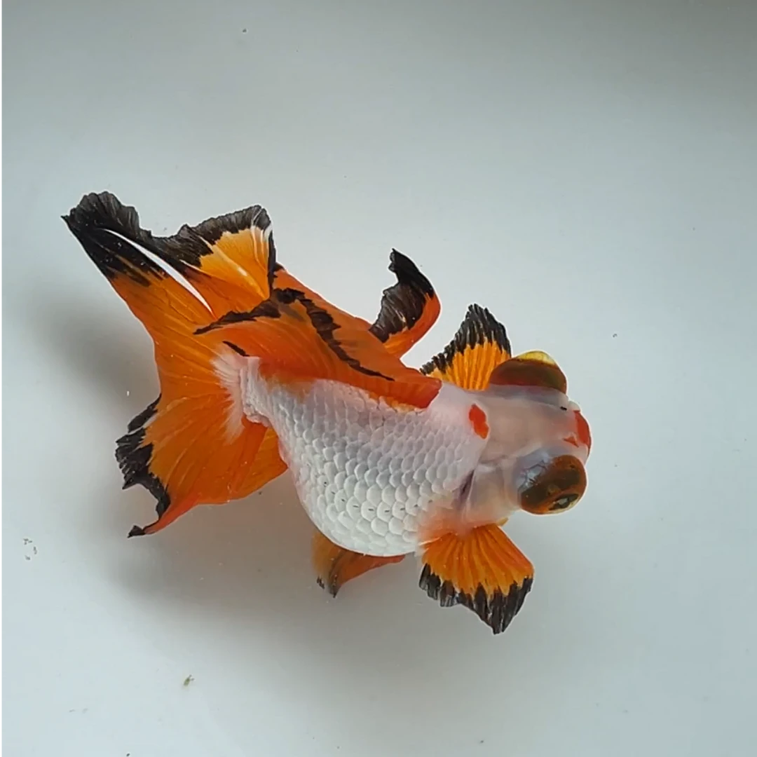 【观世斋观赏鱼】金鱼蝶尾十二红13-15cm淡水渔场养殖易养活观赏鱼