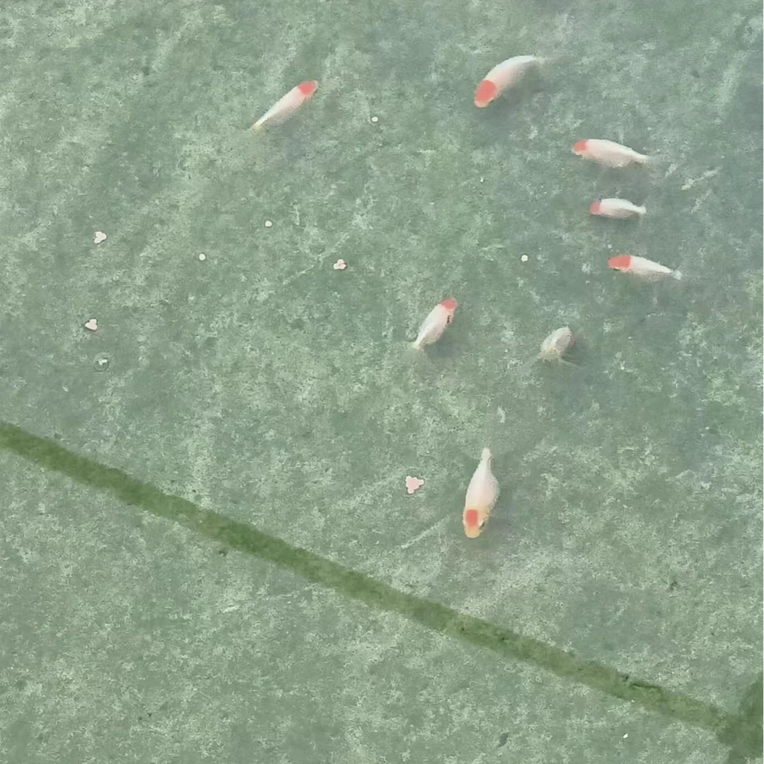 丹凤小鱼观赏鱼饲养水族活体