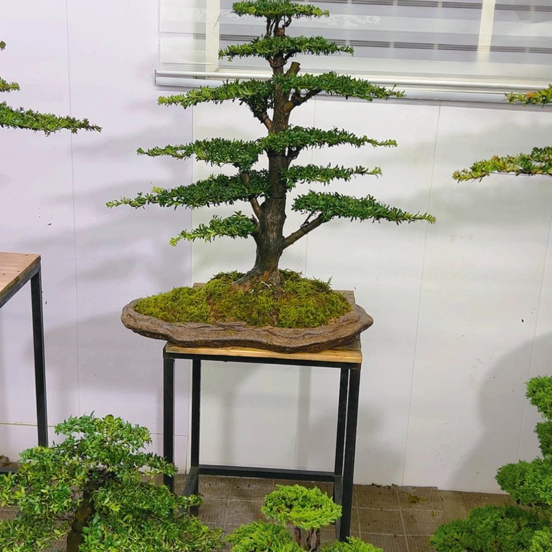 【闪购商品】盆景盆景