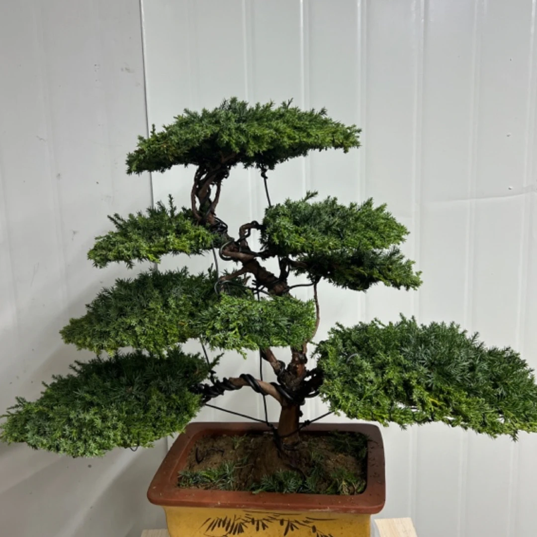 松柏盆景直播间一物一拍