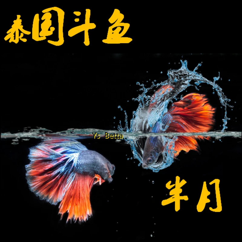 1一200泰国斗鱼半月将军狮好养免打氧耐活热带鱼淡水直播选鱼包邮