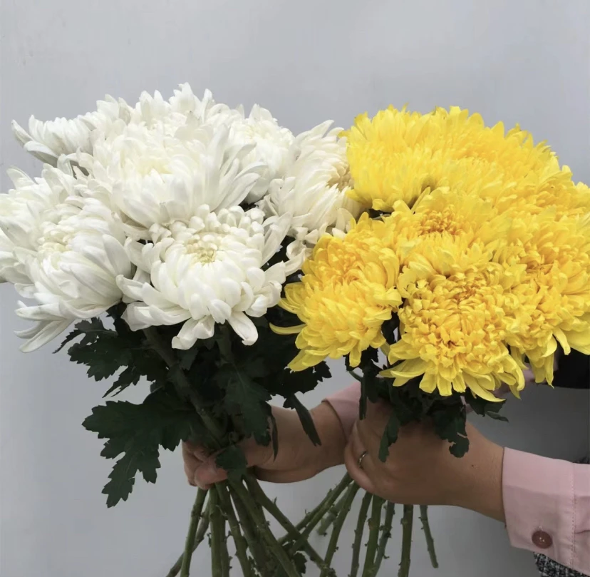 黄菊花 白菊花 10枝 三单顺丰包邮