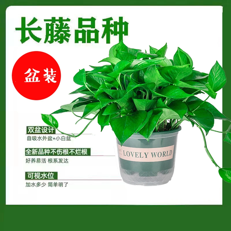 绿萝盆栽室内懒人花卉家用发货绿植水培特大号长藤垂吊大叶绿箩
