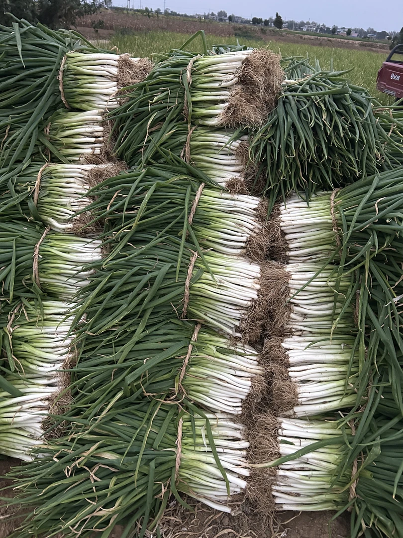 河南南阳分葱大香葱新鲜现挖现发3斤5斤新鲜分葱能吃能种