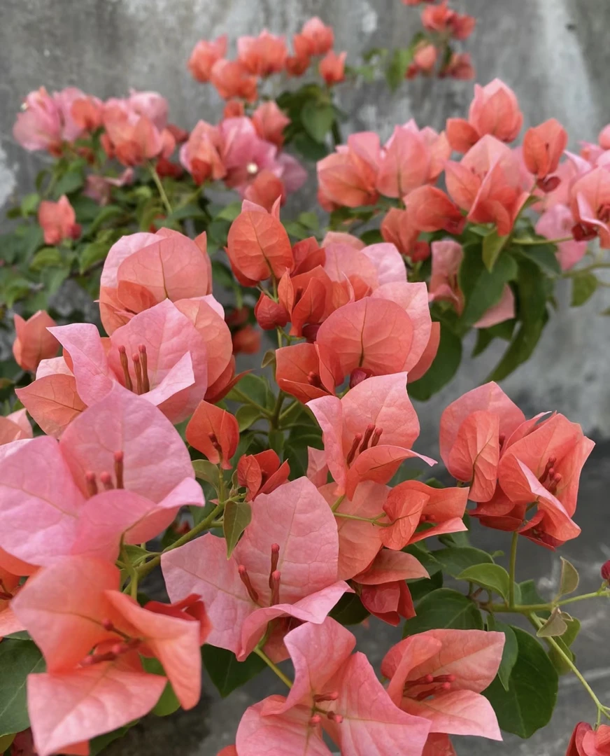 【不甜西瓜】勤花品种爬藤庭院种植三角梅1加仑