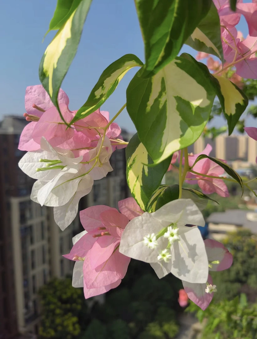 【金心橙白】勤花品种爬藤三角梅（细杆）