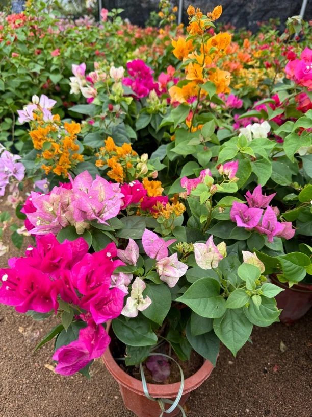 【混栽三色】勤花品种爬藤庭院种植三角梅原生多色（品种随机）