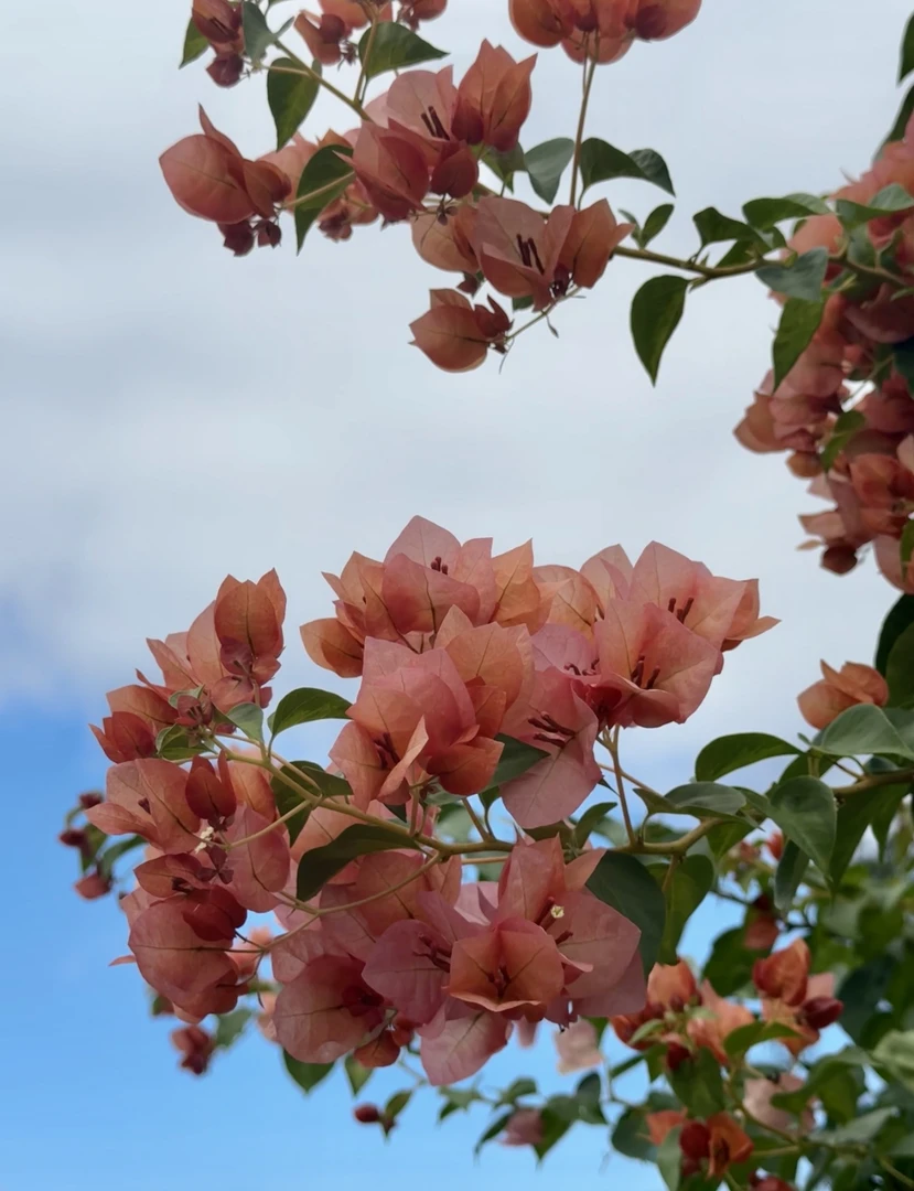 【暗斑日落】勤花品种爬藤三角梅