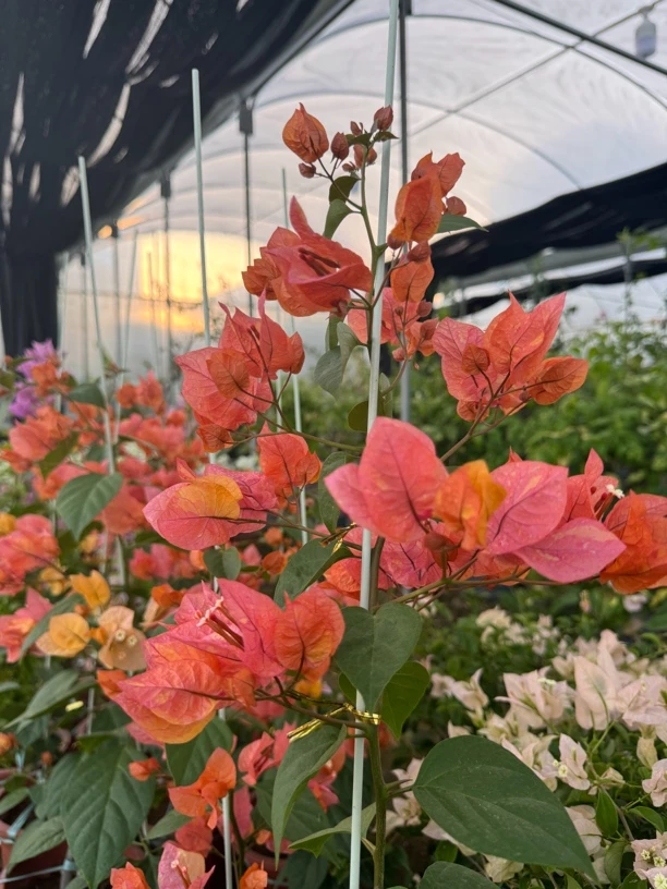 【矮接高飘阿达娜】勤花品种爬藤三角梅庭院高飘款嫁接