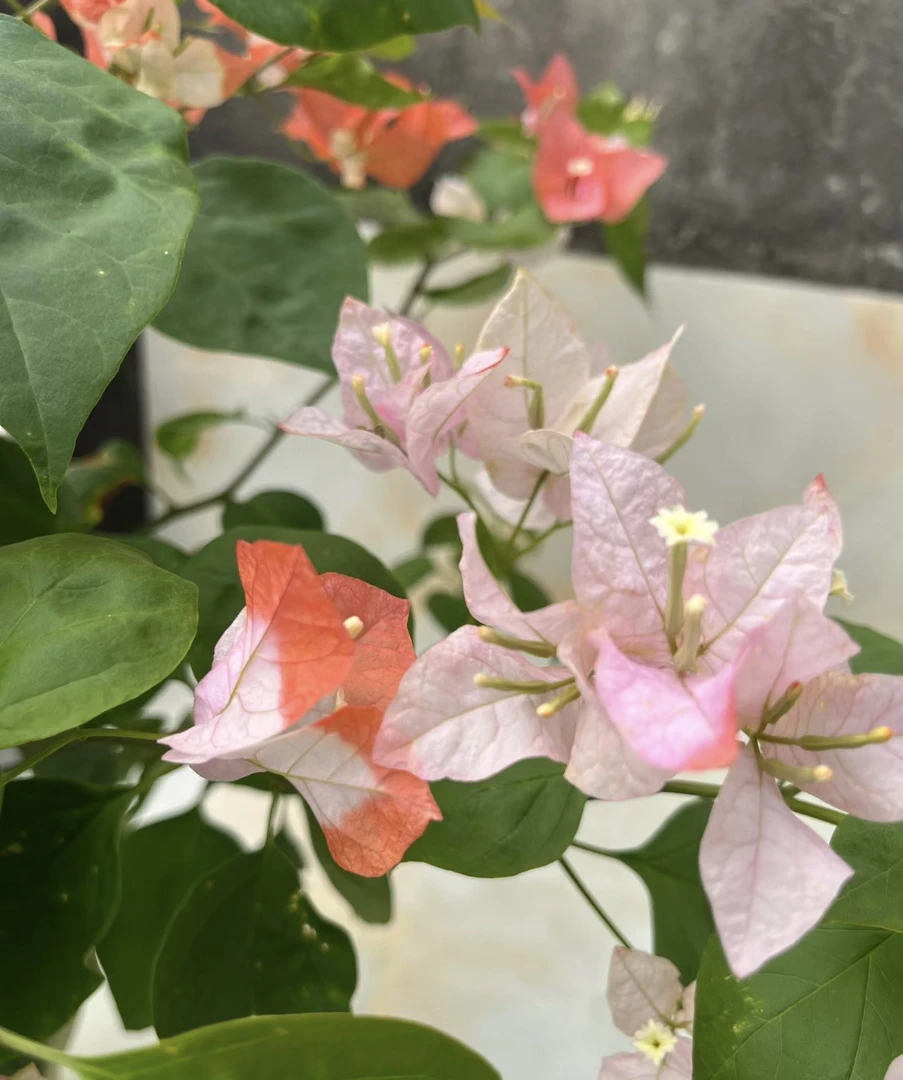 【橙口红】勤花品种可爬藤三角梅