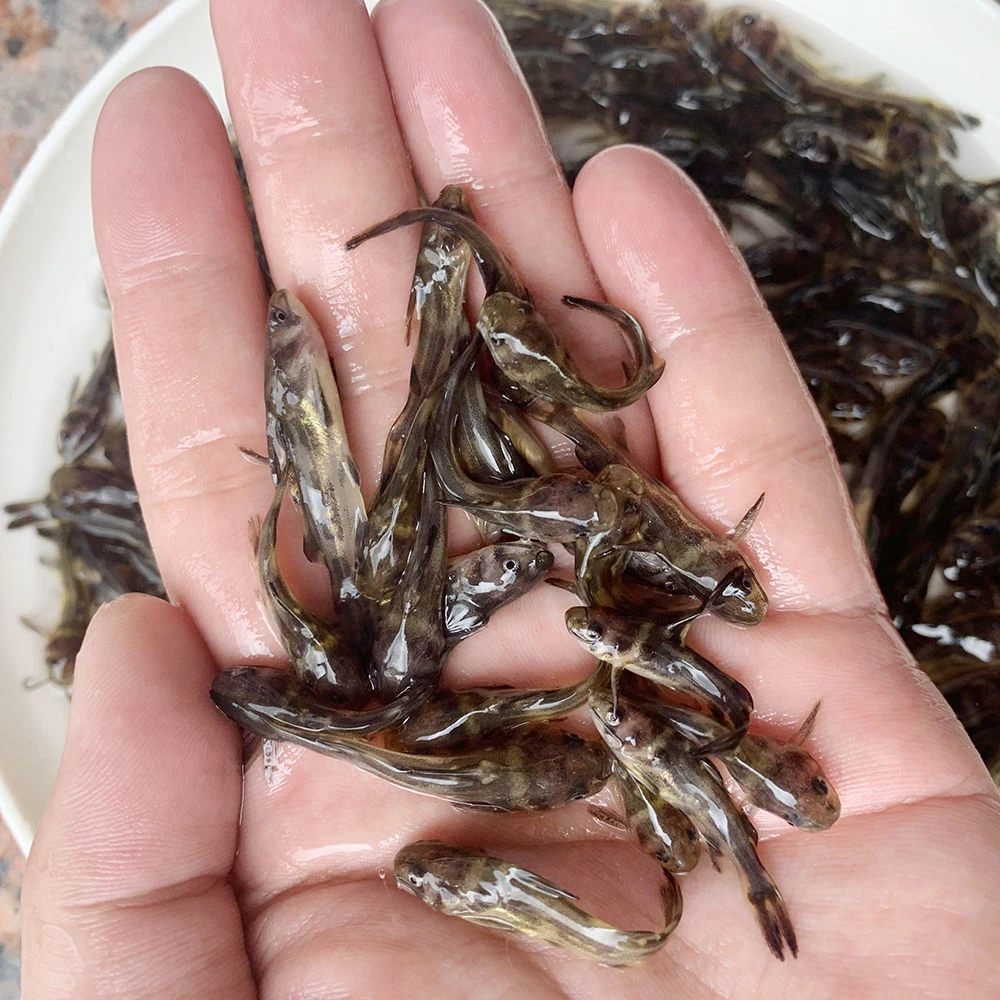 包活包邮到家 黄骨鱼苗 黄辣丁鱼苗 黄鸭叫鱼苗