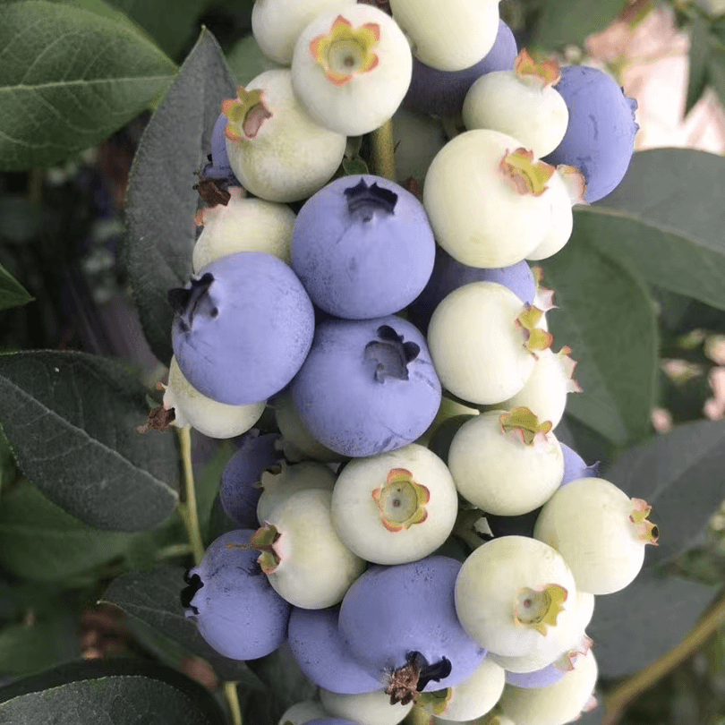 基地自产大果10盒【大果15-18mm头茬天后品种】9甜1酸现摘蓝莓