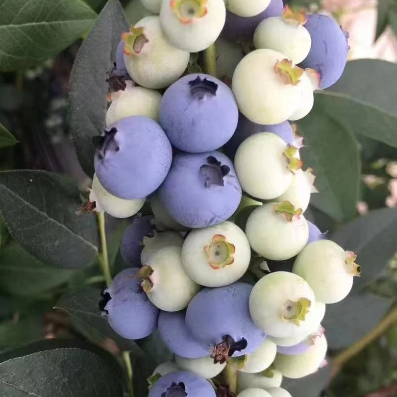 头茬大果八甜两酸【15-18mm+】新鲜蓝莓现摘现发宝宝孕妈搭档