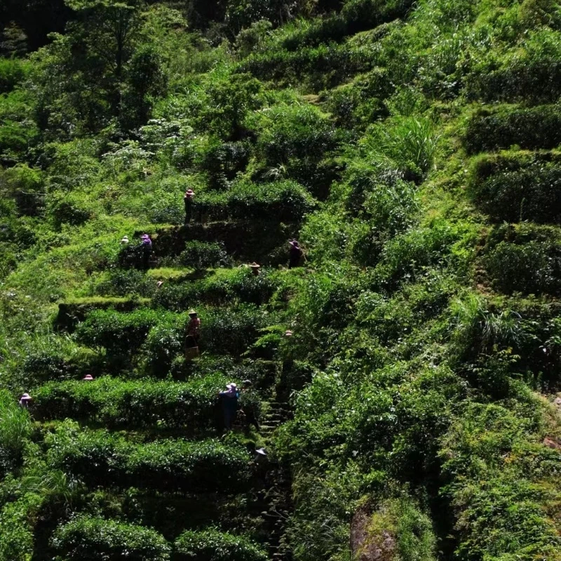 【牛皮纸不可思议】 武夷岩茶 代拍链接71