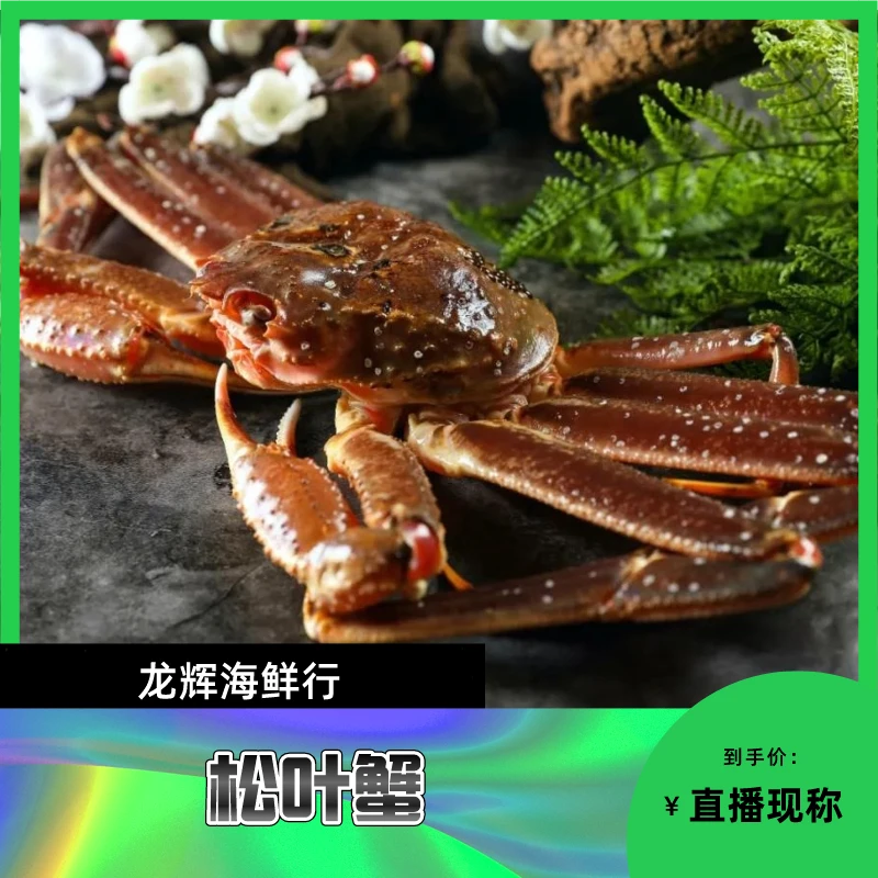 松叶蟹大只鲜活现货现发顺丰福建省发货